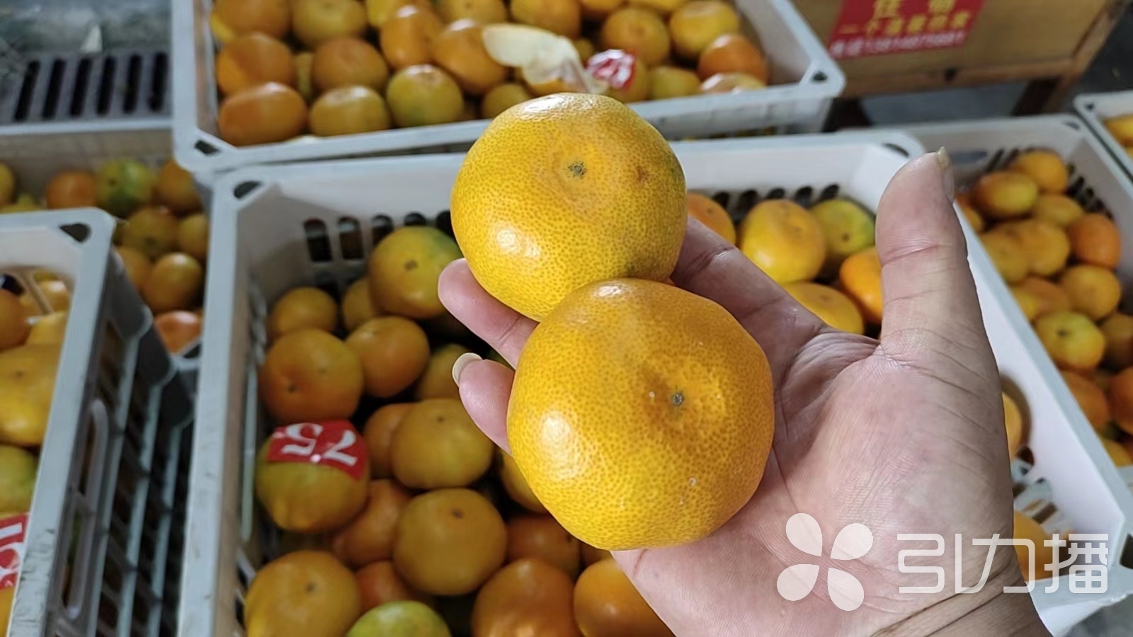 秋季时令水果大量上市 橘子日上市量达到220吨